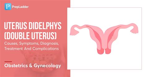 Uterus Didelphys: Causes, Symptoms, Diagnosis & Treatment